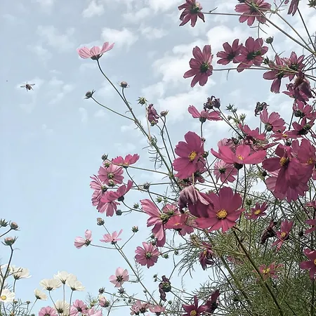 Casa Nella Natura Malaserena בית חווה *