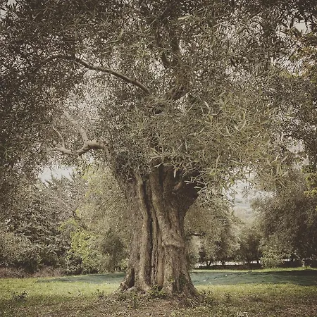 Casa Nella Natura Malaserena בית חווה